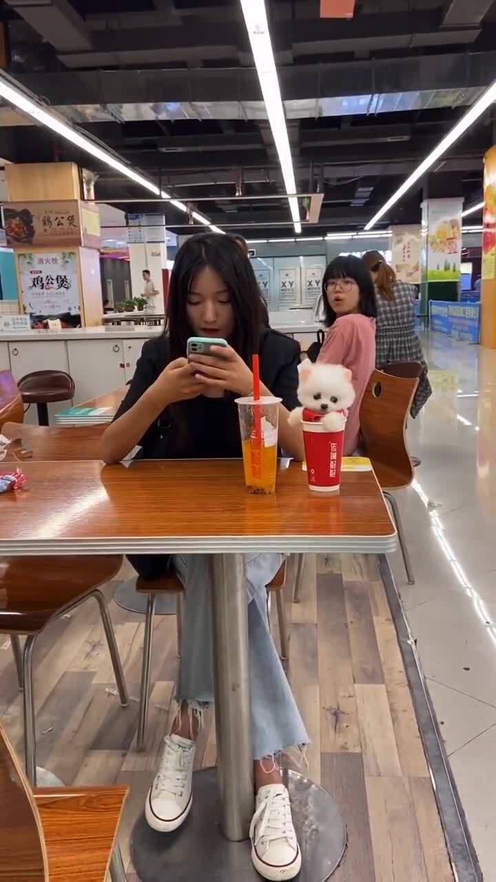 撩妹就要投其所好帅哥送美女茶杯犬收获芳心,后面女孩的表情太搞笑