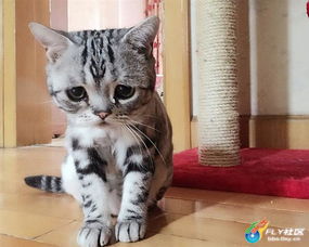 可怜图片大全表情包小猫