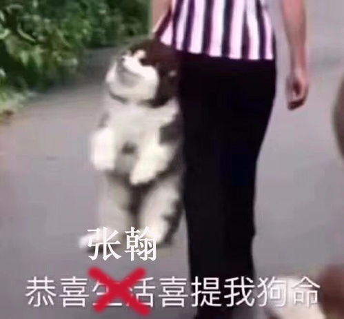 霸气外露又萌出天际,这档节目让我想pick张翰c位出道