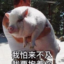 电话,地址,价格,营业时间东莞宠物