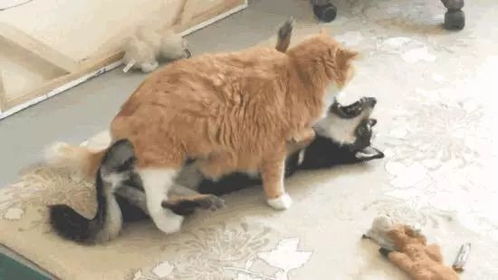 当橘猫遇上哈士奇,喵你就从了我吧