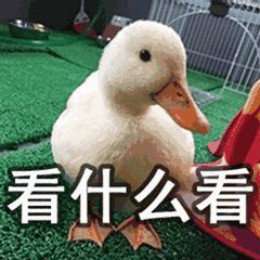 比心鸭子全套表情包分享