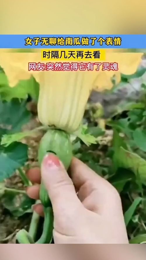 女子无聊给南瓜做了个表情,时隔几天再去看,网友突然感觉它有了灵魂社会百态
