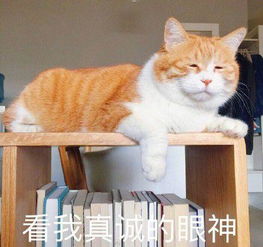 花园猫表情包橘猫