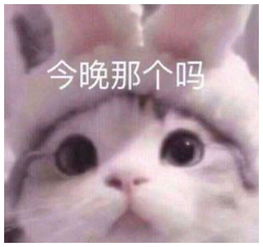 可爱猫表情包,适合甜甜的女友使用,请小祖宗签收