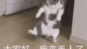 小奶狗第一次体验洗澡,狗狗表情好享受,样子超呆萌