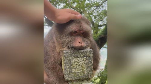 网友拍下山中一野生猴子表情忧郁静静被rua,可可爱爱