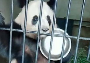 为什么熊猫表情包火了看到第一张戏精时,网友就笑翻了