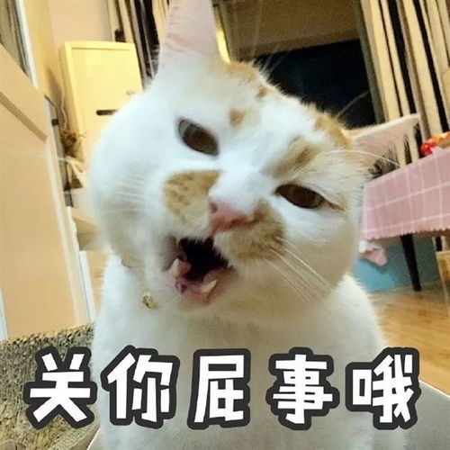 这只猫的表情包叫啥