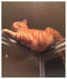 女孩去浴室淋浴,猫咪总喜欢围观,表情乏善可陈