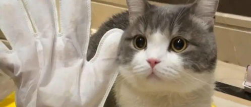 猫咪土豆表情包