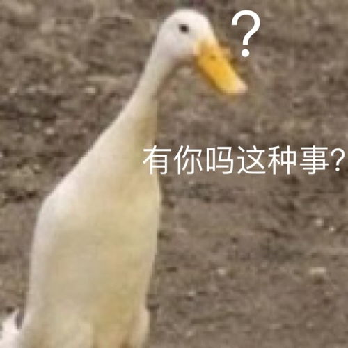 打嘉和孔,看看你的输入法说些啥