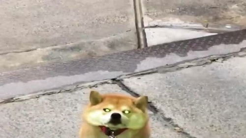 看柴犬表演变脸,表情好丰富啊,太精彩了