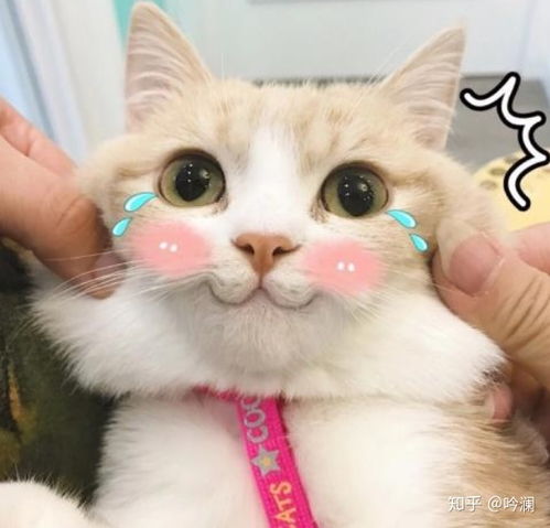 花园猫表情包加密货币