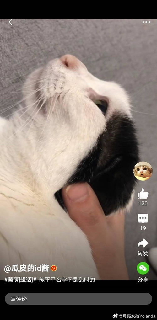 猫叫表情包喵喵