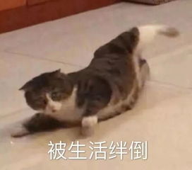 这个夏天,只有你胖了才会知道的3件事