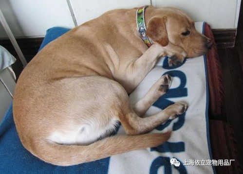 狗狗发抖的表情包抖腿