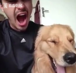 视频成精了狗狗模仿主人变脸一人一狗表情切换神同步