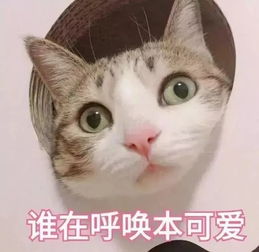 表情包丨谁在呼唤本可爱
