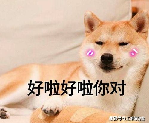 太准了公狗更招女孩子喜欢,是有这几个原因