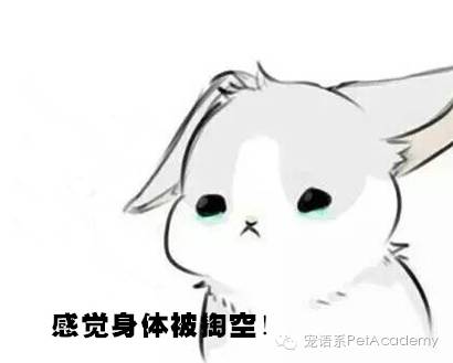 我说这只兔子,你是不是要搞事情
