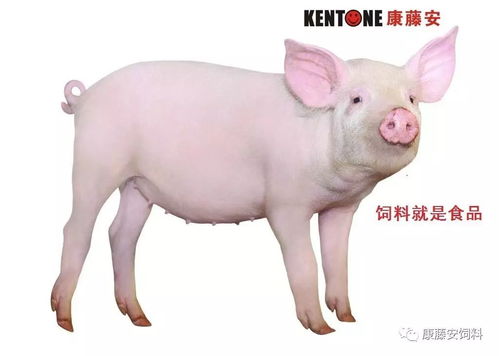 多空参半,这猪价还涨不涨啦