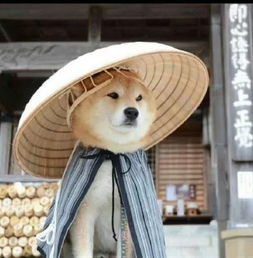 柴犬gif表情包表情包