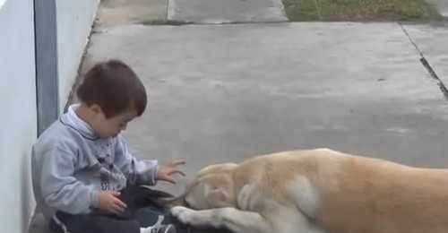 拉布拉多犬主动靠近智障孩子,伸手搭肩拥抱他,令人暖心