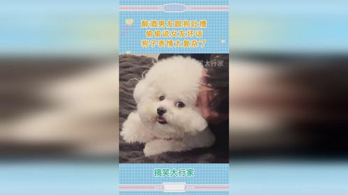 醉酒男友跟狗吐槽,偷偷说女友坏话,狗子表情太复杂了