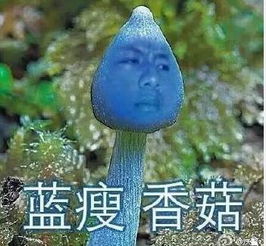 蓝瘦香菇出处网友刚开始以为是吃的终于找到出处