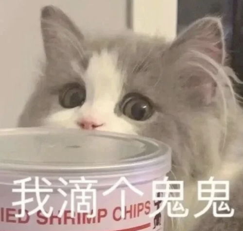 好的营养膏怎么选猫咪营养膏有必要买吗