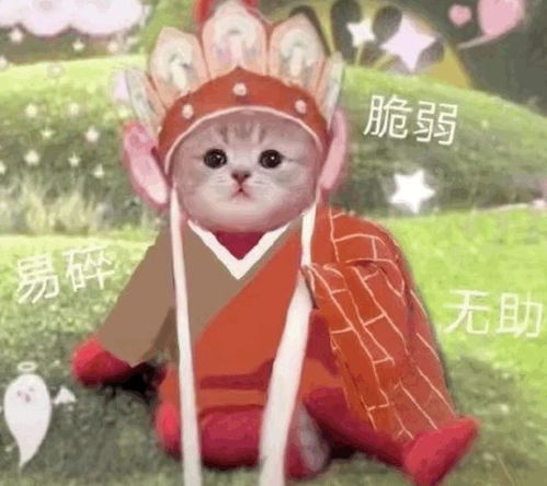唐僧猫咪表情包