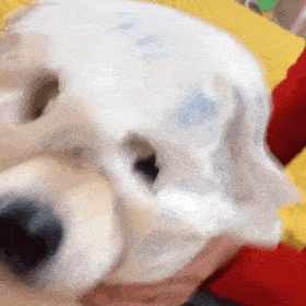 狗子表情柴犬表情包十八