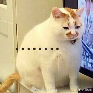 我来了表情包可爱猫咪