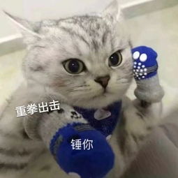 可爱小动物表情包,泡妞专用