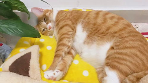 酥酥甜甜的小猛猫,长大了也摆脱不了踩奶真香定律