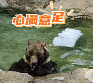 快保存夏日限定动物降暑表情包