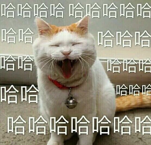 啊哈哈哈哈,笑出了猪叫声