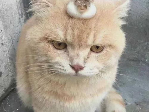 主人把河豚放在猫咪头上,于是猫咪生气嘟着嘴,表情太萌了
