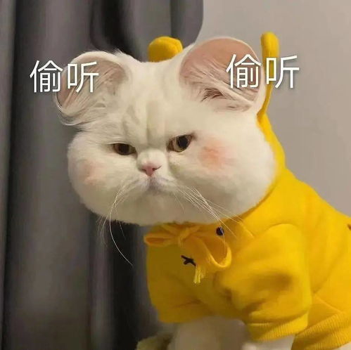 我是怎么越吃越瘦的梦里吧