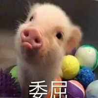 皮皮猪表情包图片皮皮虾表情包