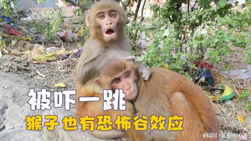 动物被吓一跳的真实反应,猴子也有恐怖谷效应,熊猫被吓成表情包