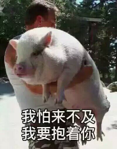 刘阿圆抱着猪的表情包睡觉