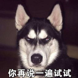 最近哈士奇的凝视表情包火了,就问全宇宙谁比我骚