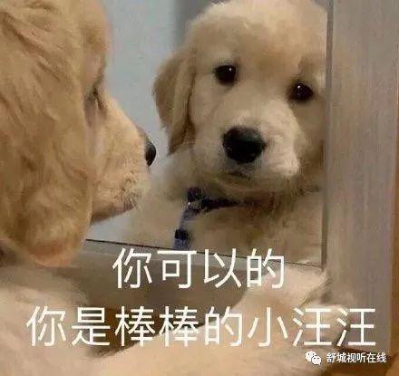 舒城金毛犬误入考场,被民警请出