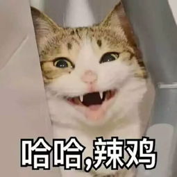 猫子虐我千百遍,我待猫子如初恋