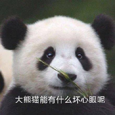 小猫咪到底有没有坏心眼呢表情包