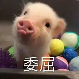微信套路表情包找了很久的40个卖惨表情包,聊天好用
