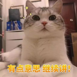 猫咪表情包打滚,撒娇,不要嫌弃我好吗