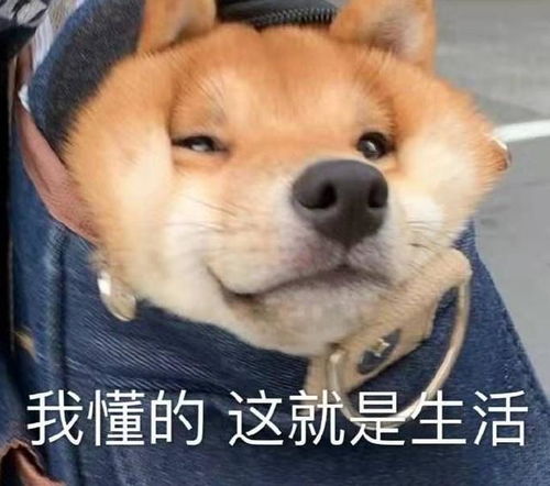 你可能不知道,狗狗有这些表现,原来是社交恐惧症